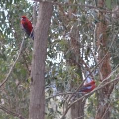 Platycercus elegans (Crimson Rosella) at Yass River, NSW - 4 Jul 2021 by 120Acres