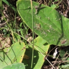 Glycine tabacina at Dry Plain, NSW - 26 Mar 2022