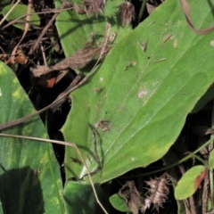 Glycine tabacina at Dry Plain, NSW - 26 Mar 2022 11:48 AM