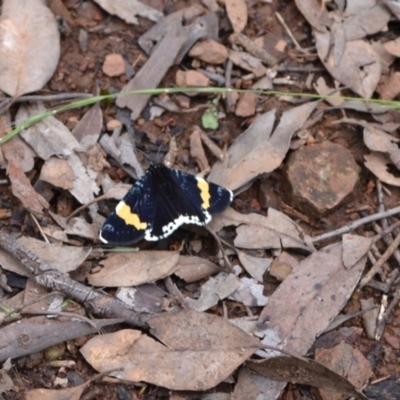 Eutrichopidia latinus (Yellow-banded Day-moth) at Yass River, NSW - 27 Nov 2021 by 120Acres