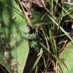 Acaena sp. (A Sheep's Burr) at Top Hut TSR - 26 Mar 2022 by AndyRoo