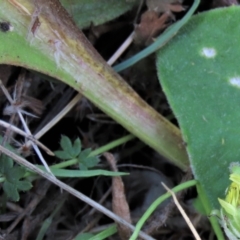 Acaena sp. at Dry Plain, NSW - 26 Mar 2022