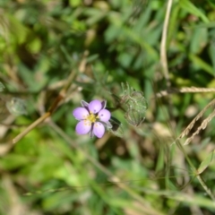 Spergularia rubra (Sandspurrey) at Yass River, NSW by 120Acres