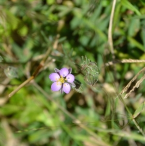 Spergularia rubra at Yass River, NSW - 10 Jan 2021