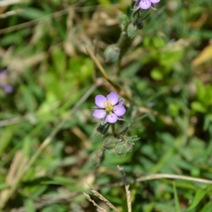 Spergularia rubra at Yass River, NSW - 10 Jan 2021