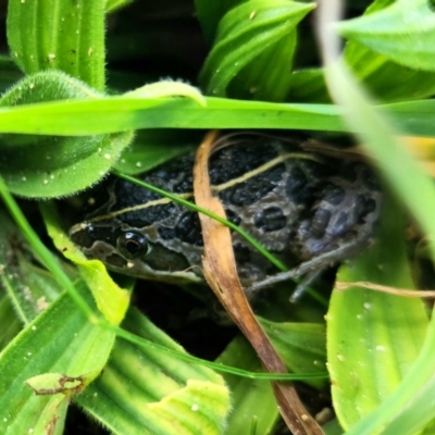 Unidentified Frog at Bool Lagoon, SA - 8 Jul 2023 by Feathers