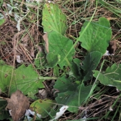 Cymbonotus sp. (preissianus or lawsonianus) (Bears Ears) at Top Hut TSR - 26 Mar 2022 by AndyRoo