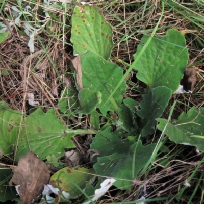 Cymbonotus sp. (preissianus or lawsonianus) (Bears Ears) at Top Hut TSR - 26 Mar 2022 by AndyRoo