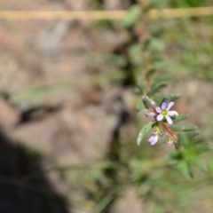 Lythrum hyssopifolia (Small Loosestrife) at Yass River, NSW - 10 Jan 2021 by 120Acres