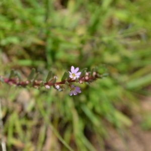 Lythrum hyssopifolia at Yass River, NSW - 10 Jan 2021