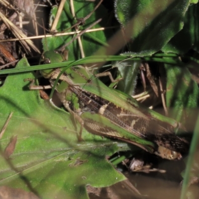 Gastrimargus musicus (Yellow-winged Locust or Grasshopper) at Top Hut TSR - 26 Mar 2022 by AndyRoo