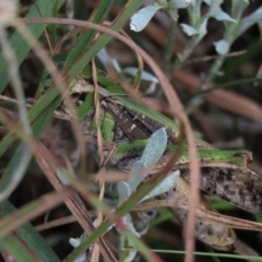 Gastrimargus musicus at Dry Plain, NSW - 26 Mar 2022