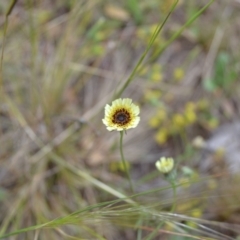 Tolpis barbata (Yellow Hawkweed) at Yass River, NSW - 5 Nov 2021 by 120Acres