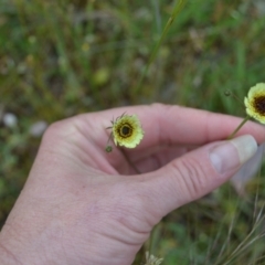 Tolpis barbata at Yass River, NSW - suppressed