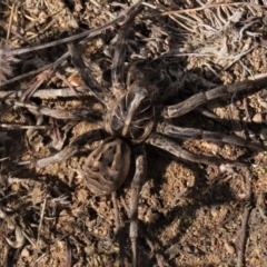 Tasmanicosa sp. (genus) (Unidentified Tasmanicosa wolf spider) at Top Hut TSR - 26 Mar 2022 by AndyRoo