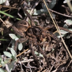 Tasmanicosa sp. (genus) at Dry Plain, NSW - 26 Mar 2022 03:05 PM