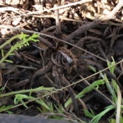 Tasmanicosa sp. (genus) (Unidentified Tasmanicosa wolf spider) at Top Hut TSR - 26 Mar 2022 by AndyRoo