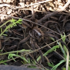 Tasmanicosa sp. (genus) (Unidentified Tasmanicosa wolf spider) at Dry Plain, NSW - 26 Mar 2022 by AndyRoo