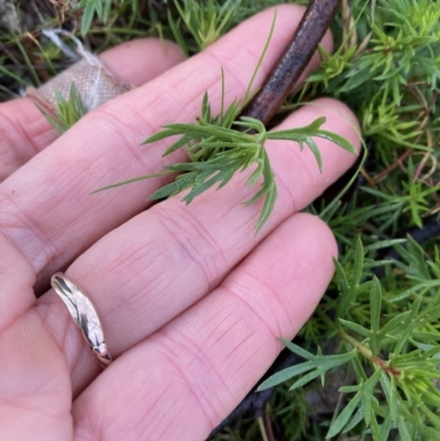 Haloragis heterophylla (Variable Raspwort) at Campbell, ACT - 8 Jul 2023 by SilkeSma