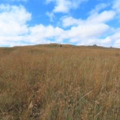 Themeda triandra at Dry Plain, NSW - 26 Mar 2022