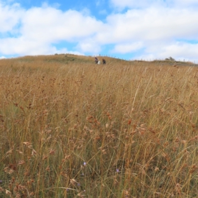 Dichelachne sp. (Plume Grasses) at Top Hut TSR - 25 Mar 2022 by AndyRoo