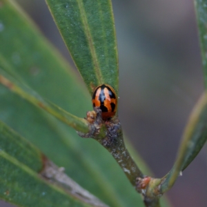 Peltoschema festiva at Paddys River, ACT - 29 Dec 2022