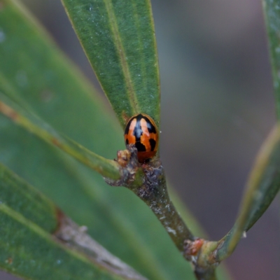 Peltoschema festiva (Leaf Beetle) at Gibraltar Pines - 29 Dec 2022 by KorinneM