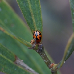 Peltoschema festiva (Leaf Beetle) at Paddys River, ACT - 29 Dec 2022 by KorinneM