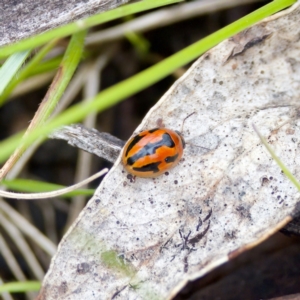 Peltoschema festiva at Paddys River, ACT - 29 Dec 2022 04:54 PM