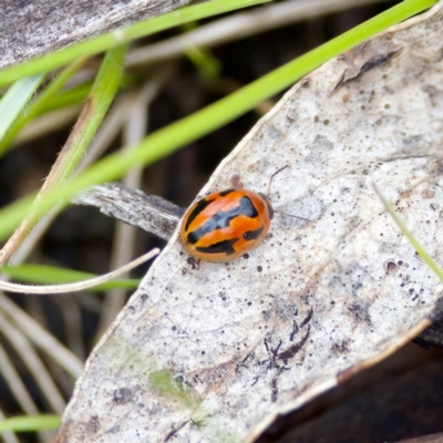 Peltoschema festiva (Leaf Beetle) at Gibraltar Pines - 29 Dec 2022 by KorinneM