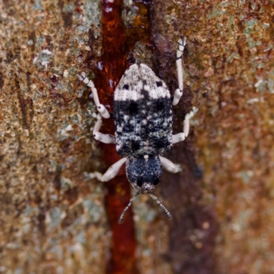 Aades cultratus (Weevil) at Paddys River, ACT - 29 Dec 2022 by KorinneM