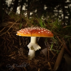 Amanita muscaria (Fly Agaric) at Holt, ACT - 4 Jun 2023 by Cristy1676