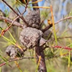 Hakea decurrens subsp. decurrens (Bushy Needlewood) at Mount Mugga Mugga - 9 Jul 2023 by Mike