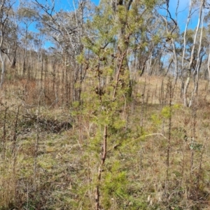 Hakea decurrens subsp. decurrens at O'Malley, ACT - 9 Jul 2023