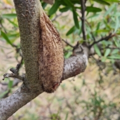 Chelepteryx collesi (White-stemmed Gum Moth) at Mount Mugga Mugga - 9 Jul 2023 by Mike