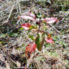 Pyrus calleryana (Callery Pear) at Mount Mugga Mugga - 9 Jul 2023 by Mike