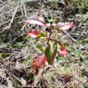 Pyrus calleryana at O'Malley, ACT - 9 Jul 2023 11:12 AM