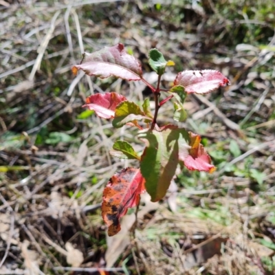 Pyrus calleryana (Callery Pear) at Mount Mugga Mugga - 9 Jul 2023 by Mike