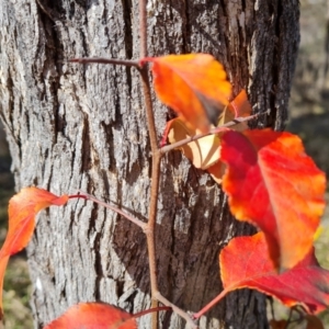 Pyrus calleryana at O'Malley, ACT - 9 Jul 2023 11:12 AM