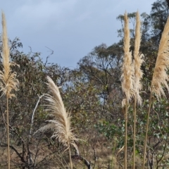 Cortaderia selloana (Pampas Grass) at Mount Mugga Mugga - 9 Jul 2023 by Mike