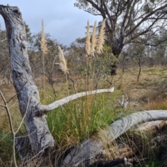 Cortaderia selloana at O'Malley, ACT - 9 Jul 2023