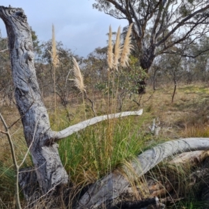 Cortaderia selloana at O'Malley, ACT - 9 Jul 2023