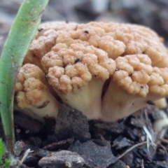 Ramaria capitata var. capitata (Pale cauliflower coral) at Higgins Woodland - 13 May 2023 by Panterranist