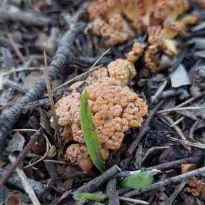 Ramaria capitata var. capitata at Higgins, ACT - 13 May 2023 02:12 PM