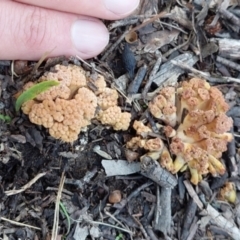 Ramaria capitata var. capitata at Higgins, ACT - 13 May 2023 02:12 PM