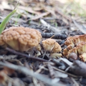 Ramaria capitata var. capitata at Higgins, ACT - 13 May 2023