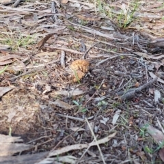 Ramaria capitata var. capitata at Higgins, ACT - 13 May 2023