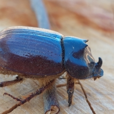 Dasygnathus sp. (genus) (Rhinoceros beetle) at Higgins, ACT - 4 Feb 2023 by Panterranist