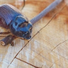 Dasygnathus sp. (genus) at Higgins, ACT - 4 Feb 2023 09:48 AM