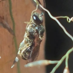 Lasioglossum (Chilalictus) sp. (genus & subgenus) (Halictid bee) at Higgins Woodland - 3 Feb 2023 by Panterranist